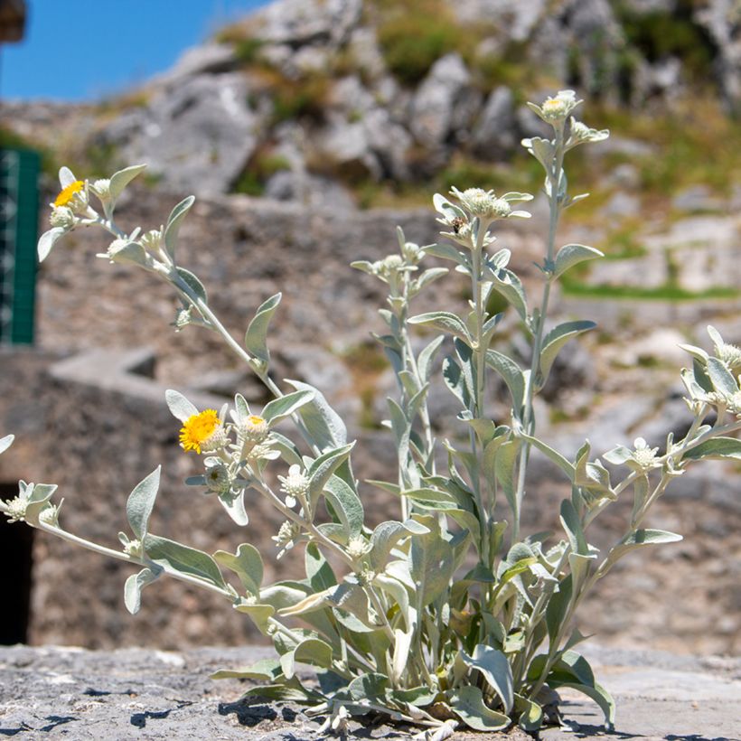 Inula candida verbascifolia - Alant (Groeiplaats)