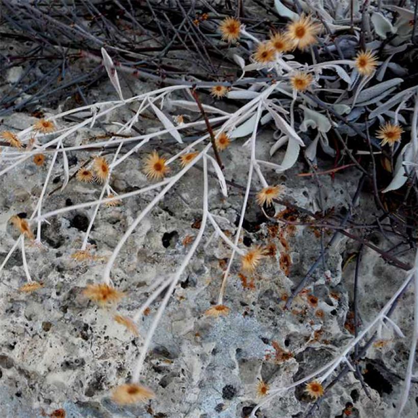 Inula candida verbascifolia - Alant (Bloei)