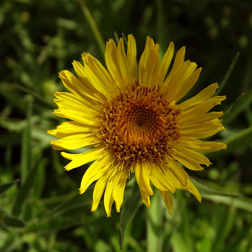 Inula ensifolia - Alant (Flowering)