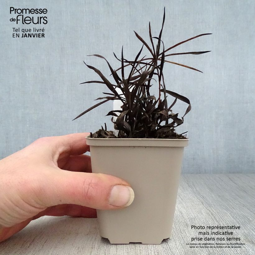 Example of Inula ensifolia - Aunée à feuilles récurvées Kweekpotje van 8/9 cm as you get in hiver