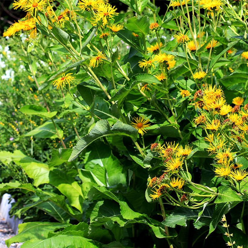 Inula helenium - Griekse alant (Plant habit)