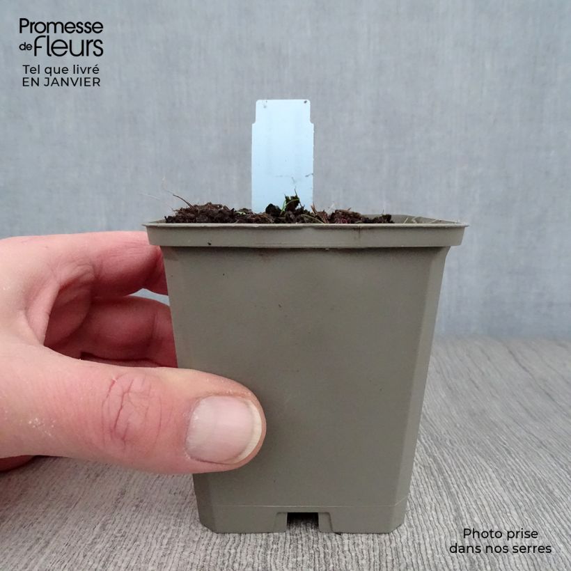 Example of Inula helenium - Grande Aunée Kweekpotje van 8/9 cm as you get in hiver