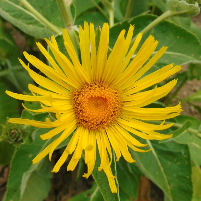 Inula orientalis - Oosterse alant (Flowering)