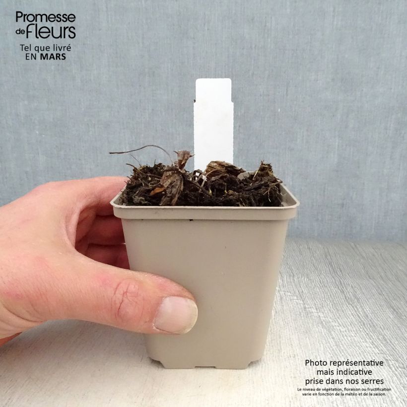 Exemplaar van Inula orientalis - Oosterse alant Kweekpotje van 8/9 cm zoals geleverd in de lente