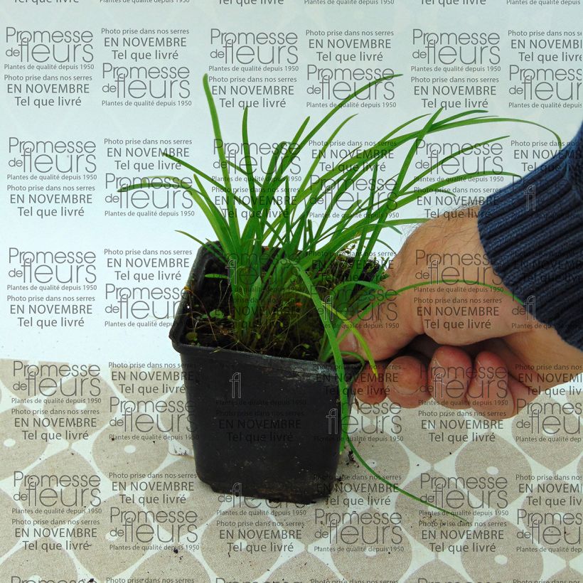 Voorbeeld van een exemplaar van Ipheion uniflorum - Oude wijfjes Kweekpotje van 8/9 cm kaliber I zoals geleverd
