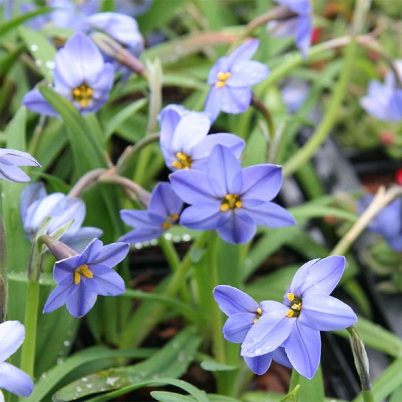 Ipheion uniflorum Jessie - Oude wijfjes (Bloei)