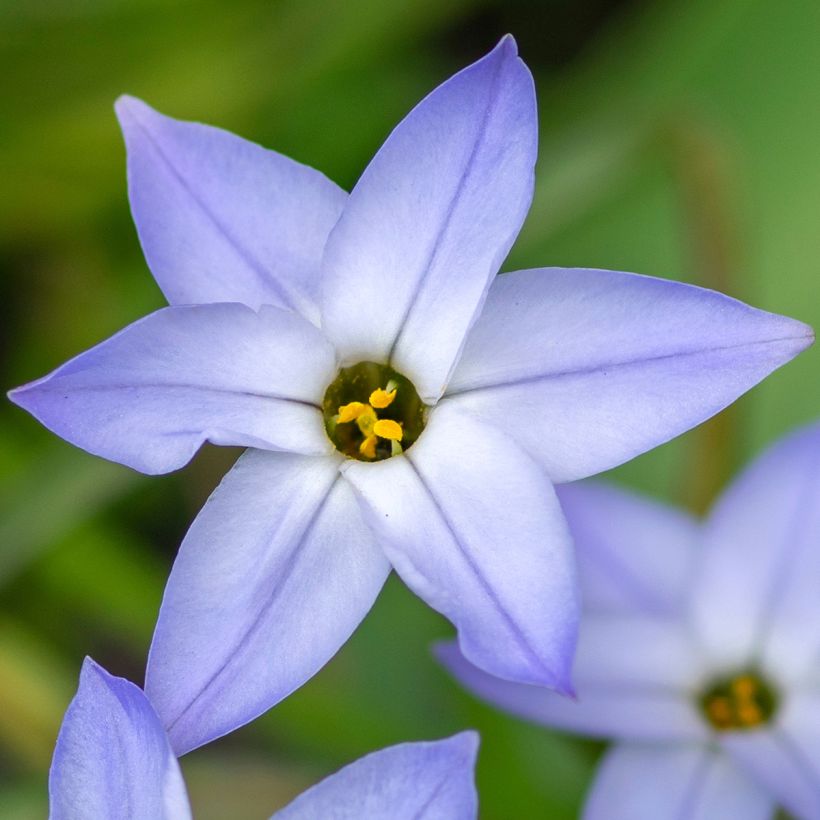 Ipheion uniflorum Wisley Blue - Oude wijfjes (Bloei)