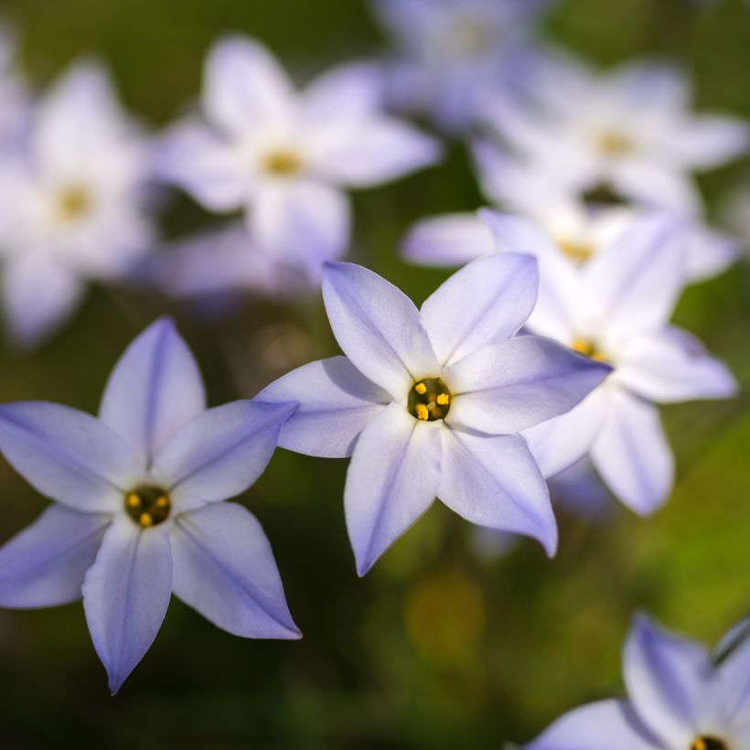Ipheion uniflorum - Oude wijfjes (Bloei)