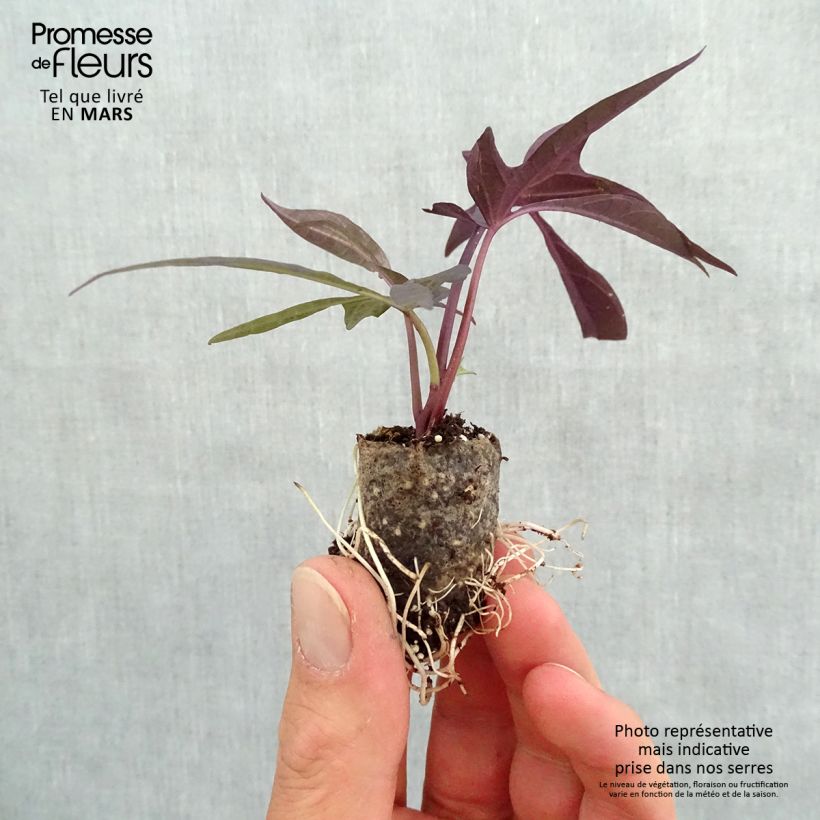 Example of Ipomée Illusion Midnight Lace Mini-mot Ø 3/4 cm as you get in printemps