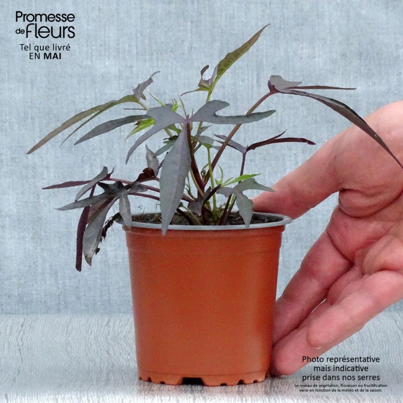 Example of Ipomée Illusion Midnight Lace Kweekpotje van 8/9 cm as you get in printemps