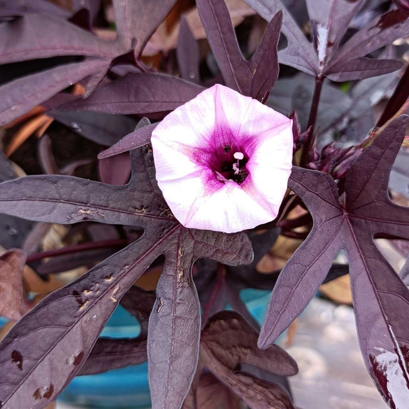 Ipomoea batatas Illusion Midnight Lace - Zoete aardappel (Flowering)