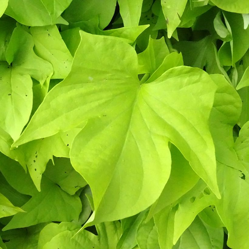 Ipomoea batatas Sweet Caroline Light Green - Zoete aardappel (Blad)