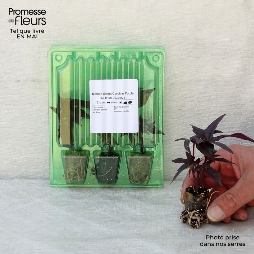 Example of Ipomée Sweet Caroline Purple Mini-mot Ø 3/4 cm as you get in printemps