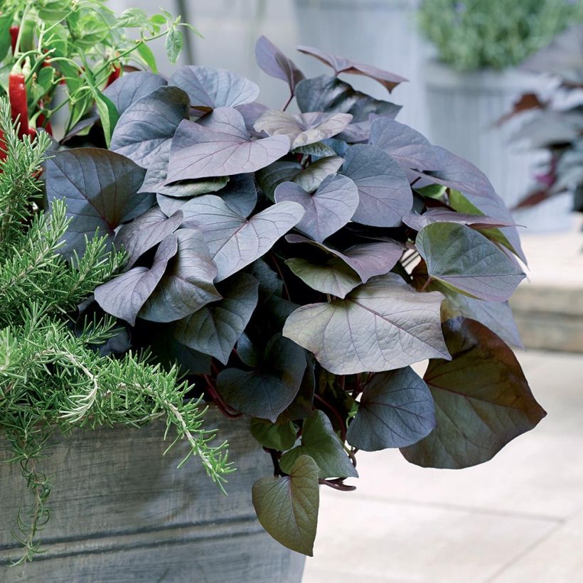 Zoete aardappel Paradise Kaukura (jonge planten) (Groeiplaats)