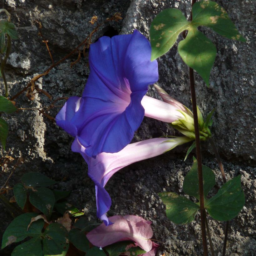 Ipomoea learii (zaad) - Blauwe winde (Bloei)
