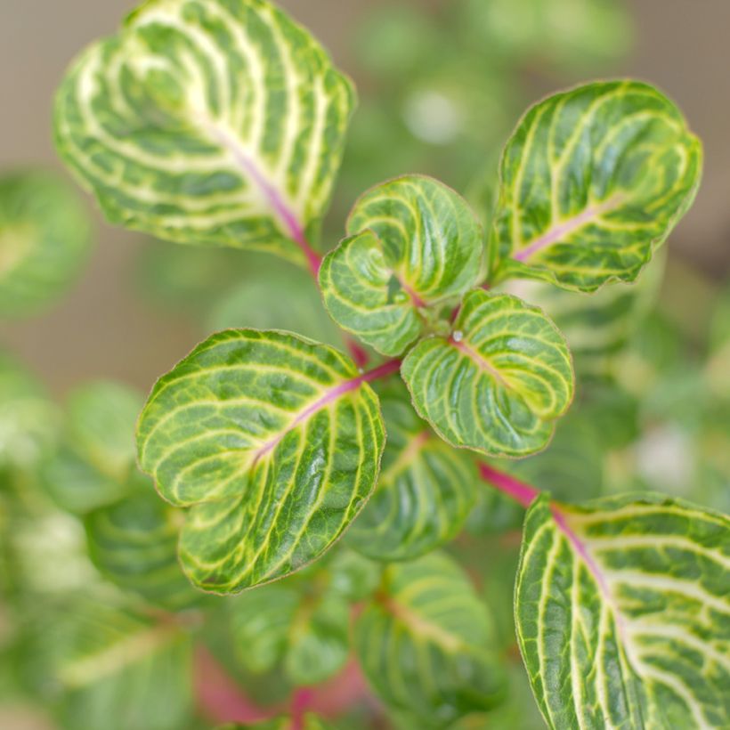 Iresine herbstii - Biefstukplant (Blad)