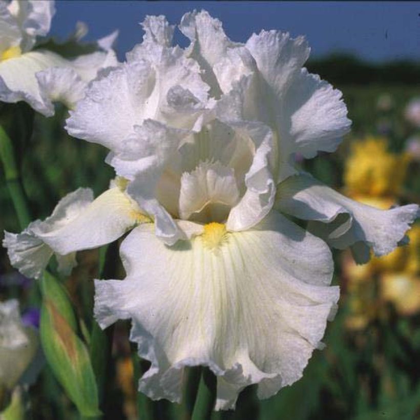 Iris germanica Arctic Age (Bloei)