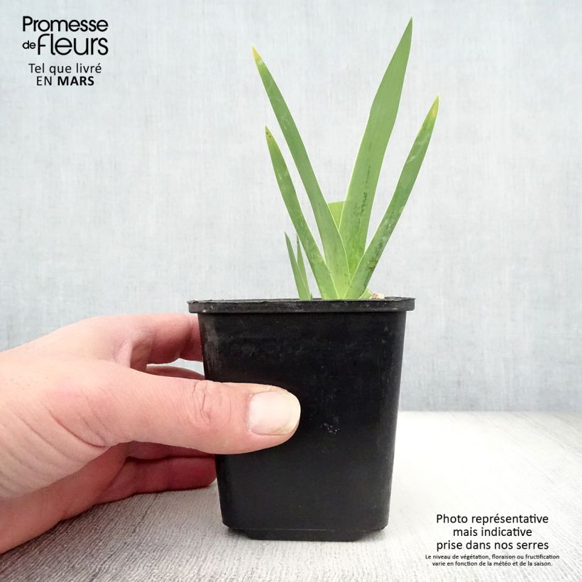 Example of Iris Germanica Cimmaron Strip Kweekpotje van 8/9 cm as you get in printemps