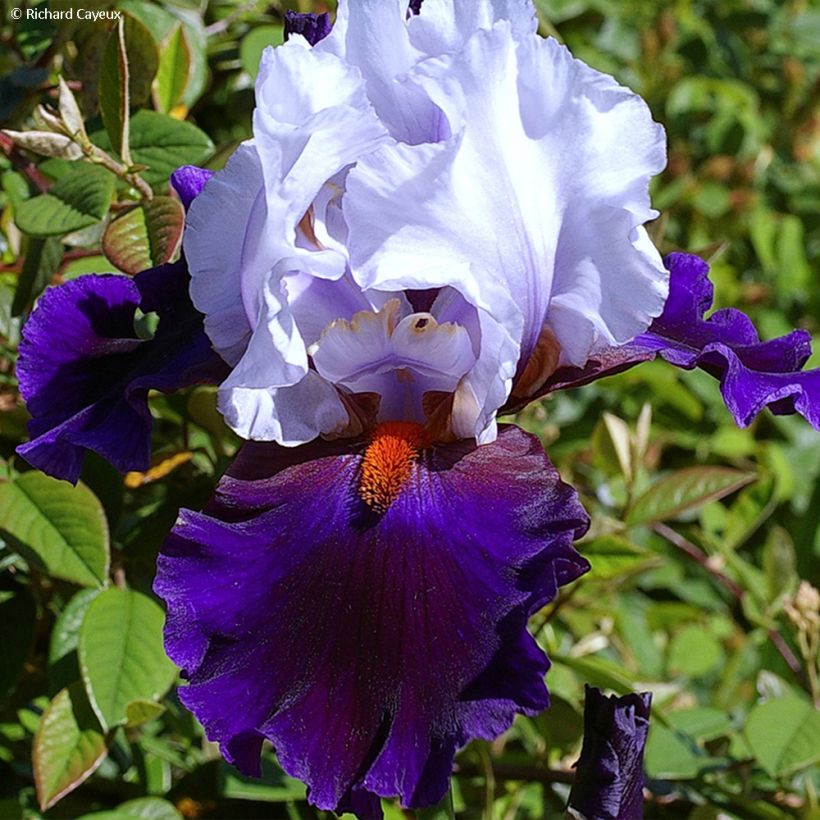 Iris germanica Magnétisme - Baardiris (Flowering)