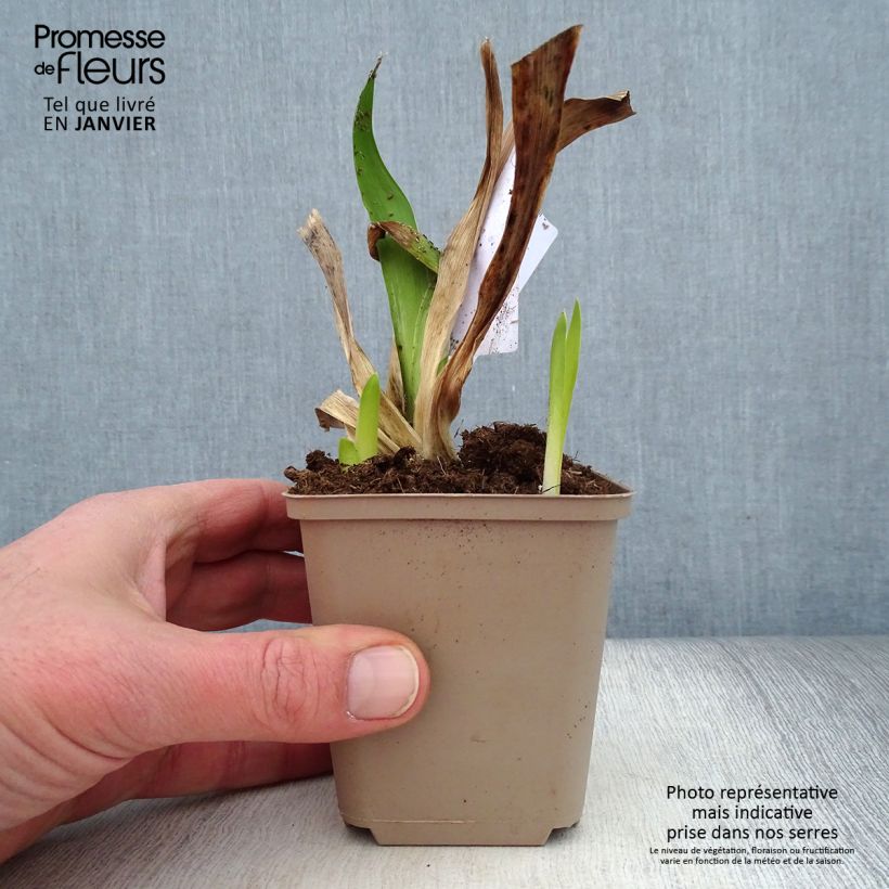 Example of Iris Germanica Masque Noir - Iris des Jardins Kweekpotje van 8/9 cm as you get in hiver