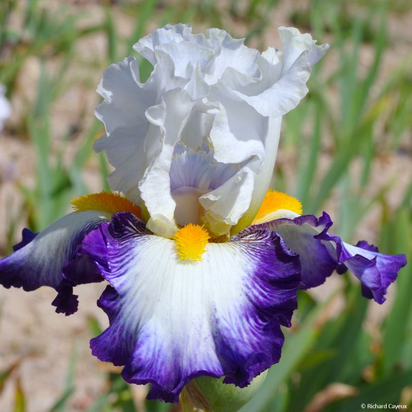 Iris germanica Virgule - Baardiris (Flowering)