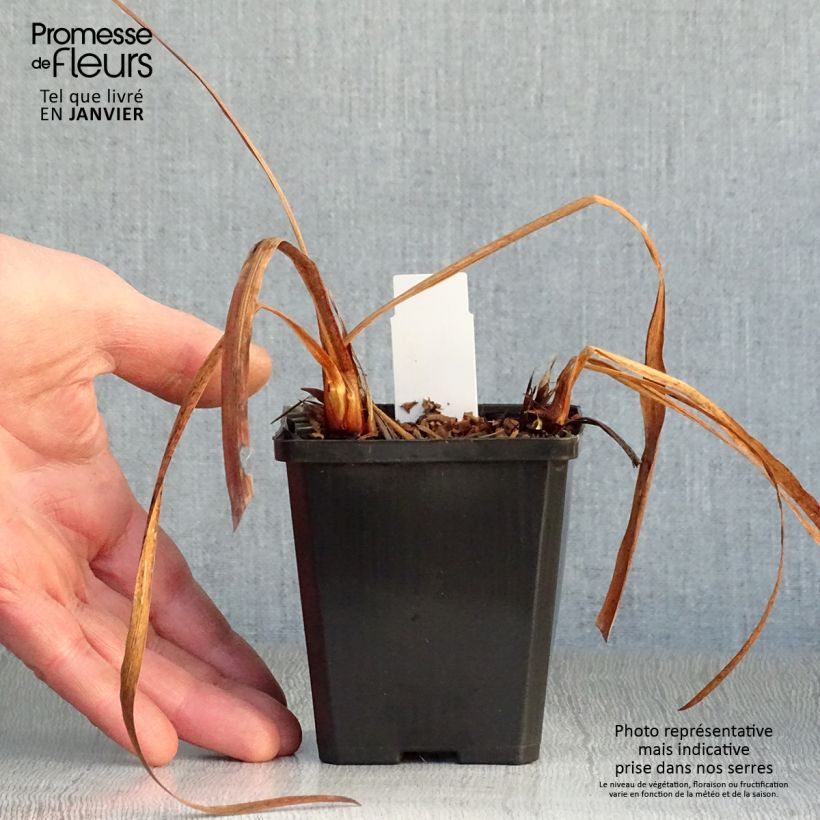 Example of Iris Harpswell Happiness - Iris de Sibérie Kweekpotje van 8/9 cm as you get in hiver