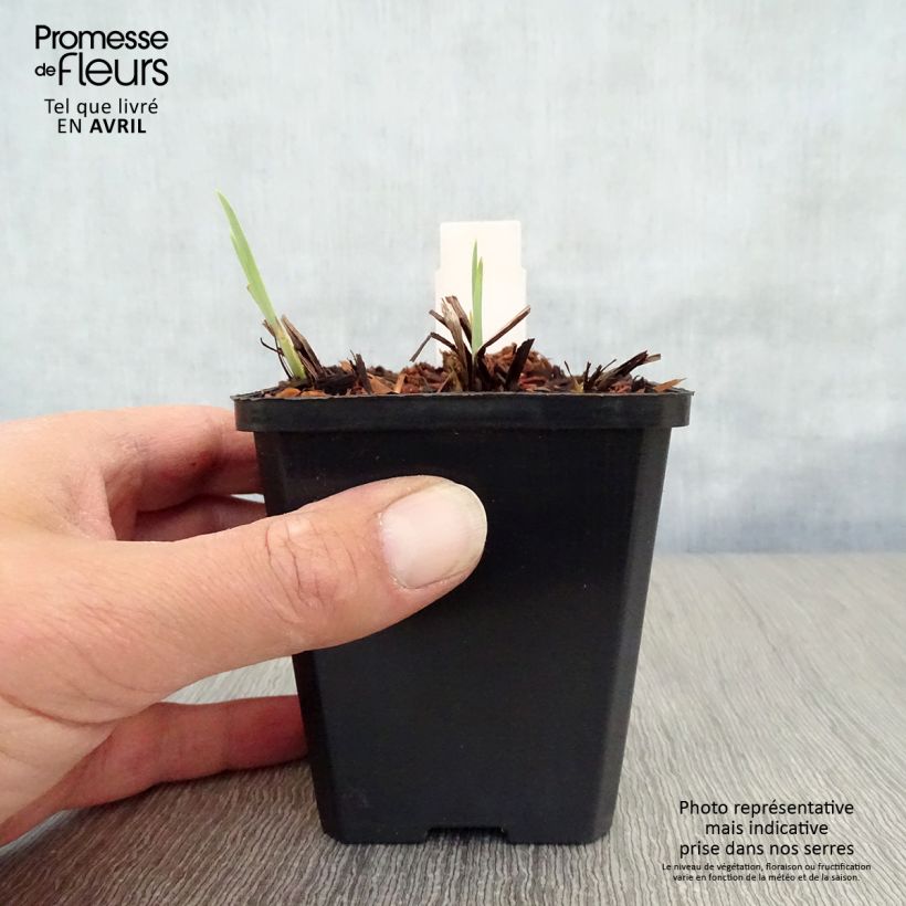 Exemplaar van Iris sibirica Harpswell Happiness - Siberische iris Kweekpotje van 8/9 cm zoals geleverd in de lente