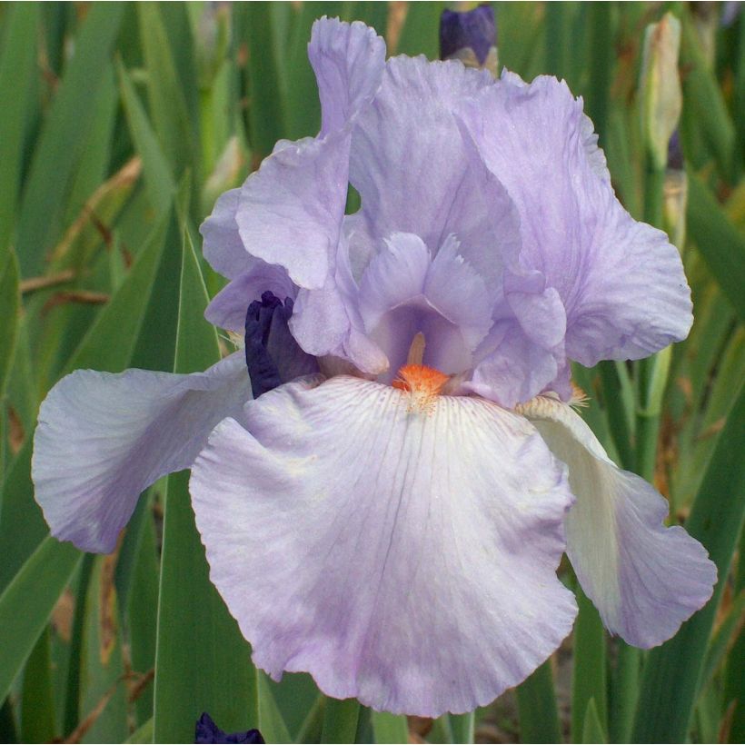 Iris germanica Late Lilac - Baardiris (Bloei)