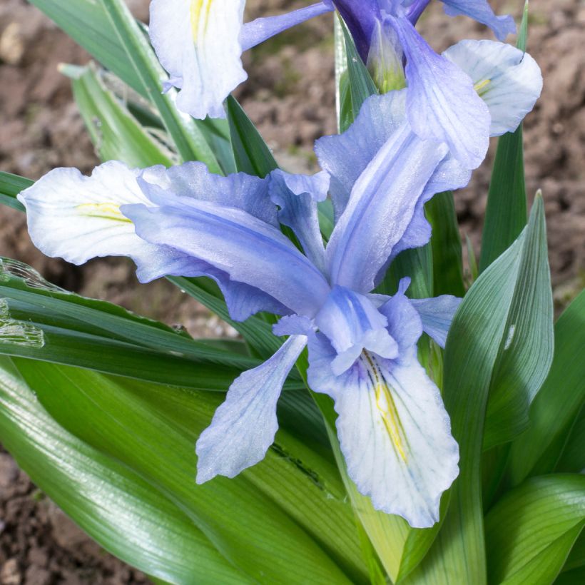 Iris aucheri - Juno-iris (Bloei)