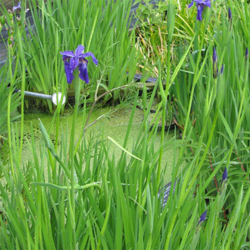 Iris bulleyana (Groeiplaats)