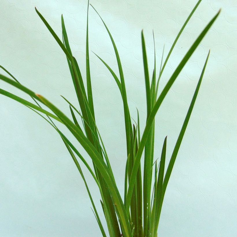 Iris chrysographes Black Knight (Foliage)