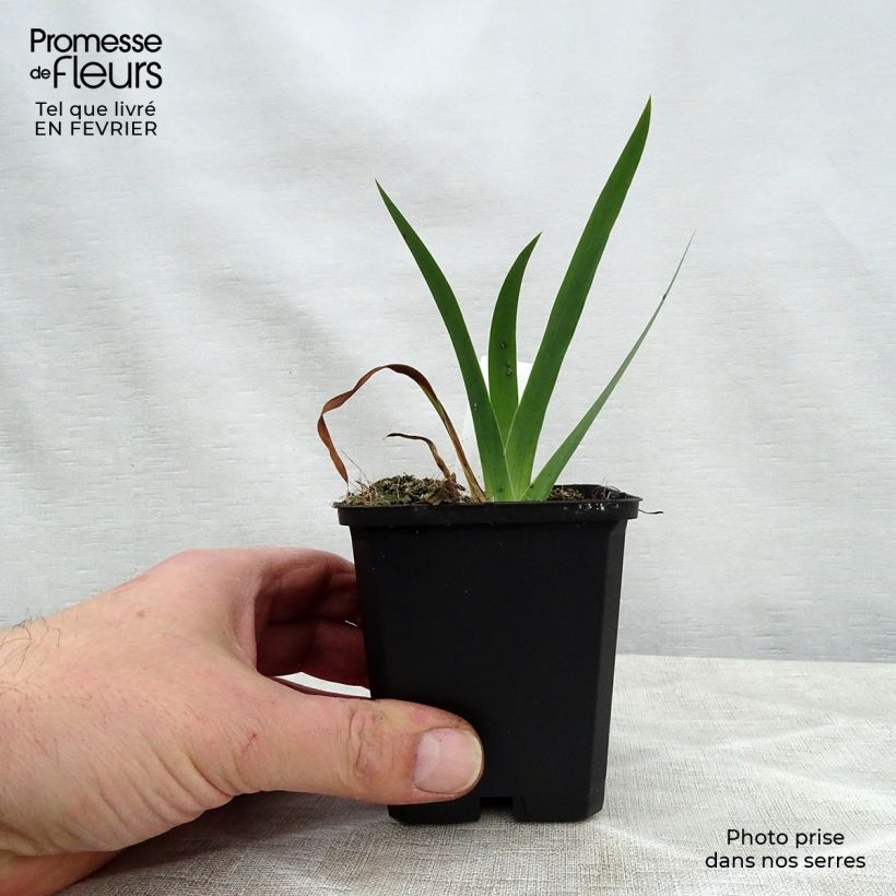 Example of Iris chrysographes Black Knight Kweekpotje van 8/9 cm as you get in hiver