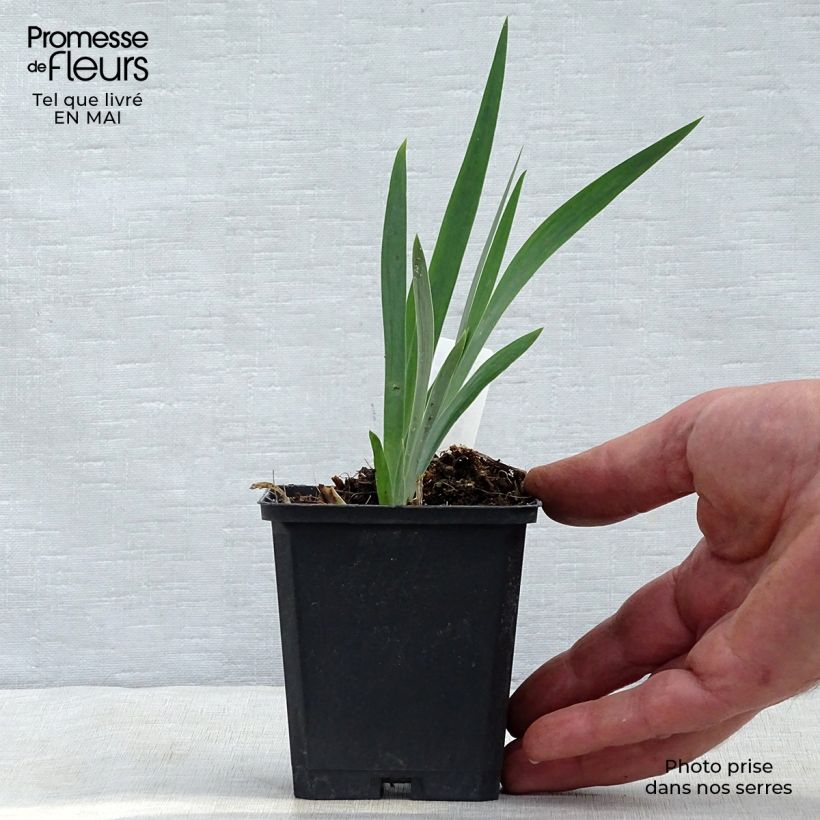 Exemplaar van Iris chrysographes Black Knight Kweekpotje van 8/9 cm zoals geleverd in de lente