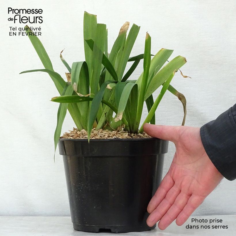 Example of Iris confusa Martyn Rix - bamboe-iris Pot van 3 l/4 l as you get in hiver