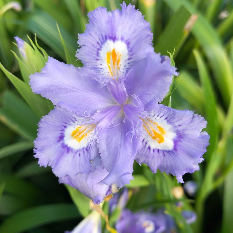 Iris confusa Martyn Rix - bamboe-iris (Bloei)