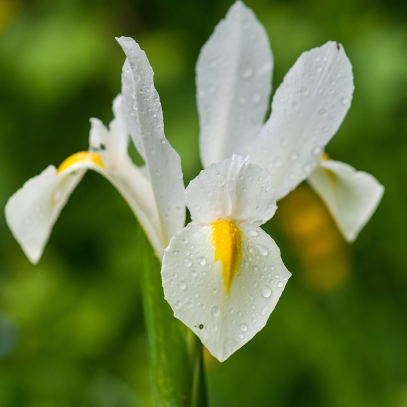 Iris hollandica White Excelsior - Hollandse iris (Bloei)