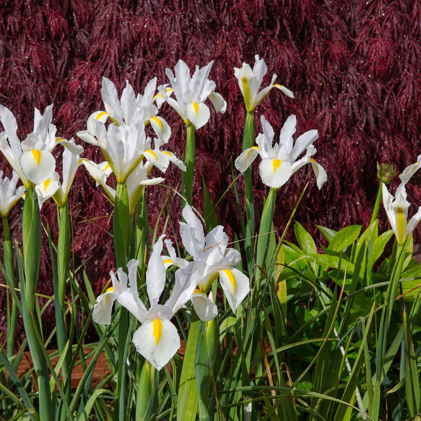 Iris hollandica White Excelsior - Hollandse iris (Groeiplaats)