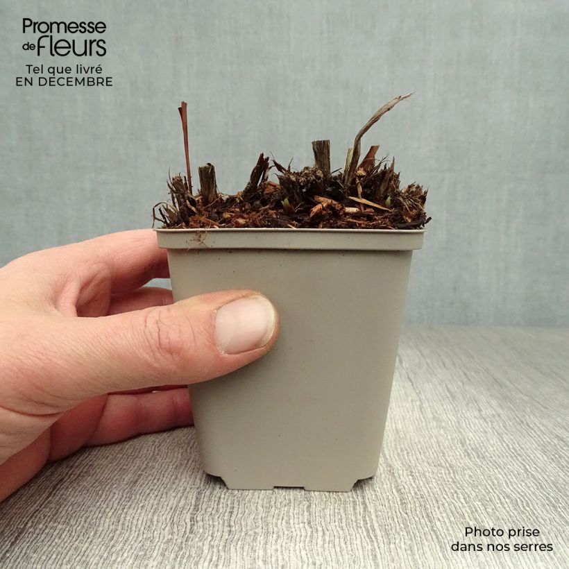 Example of Iris de Sibérie - Iris sibirica Blue King Kweekpotje van 8/9 cm as you get in hiver