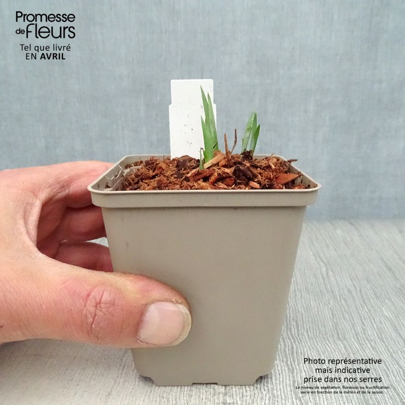 Exemplaar van Iris sibirica Blue King - Siberische iris Kweekpotje van 8/9 cm zoals geleverd in de lente