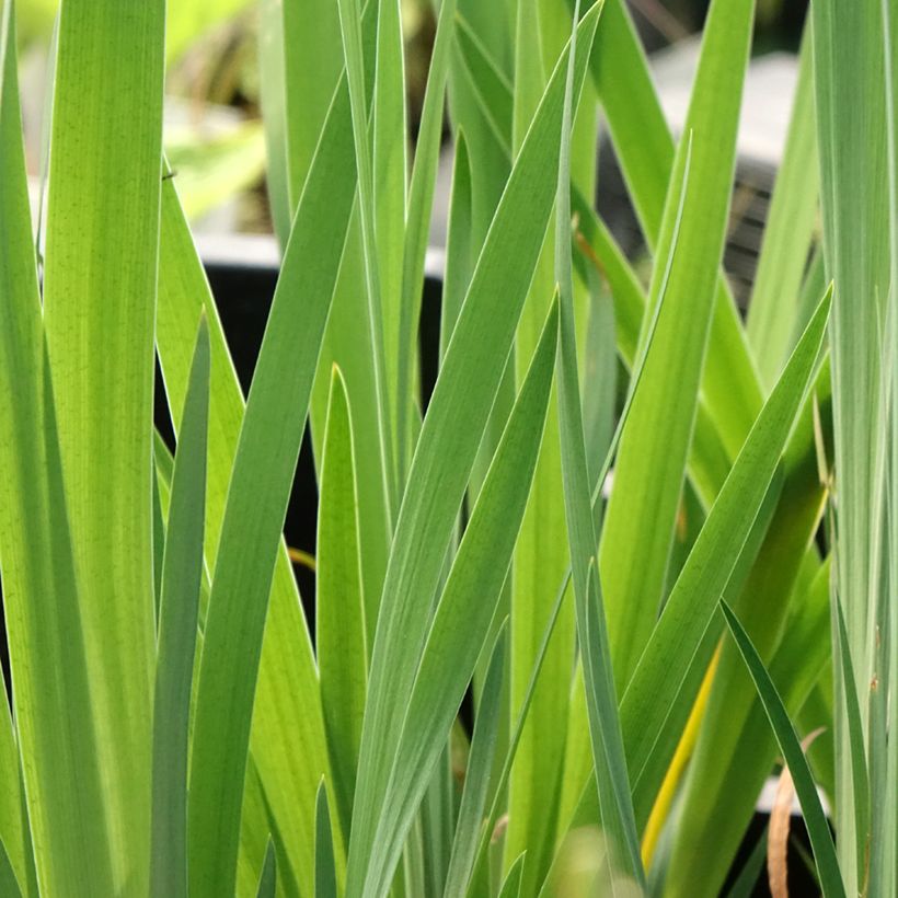 Iris sibirica Blue Moon - Siberische iris (Blad)