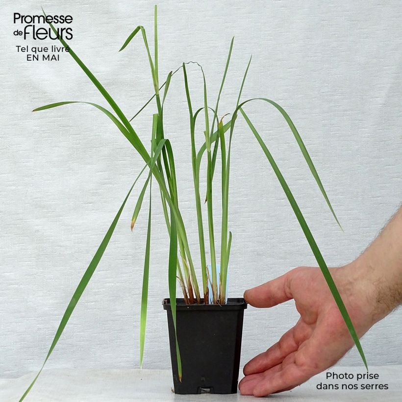 Exemplaar van Iris sibirica Caesar's Brother - Siberische iris Kweekpotje van 8/9 cm zoals geleverd in de lente