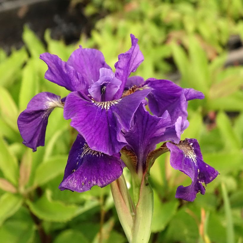Iris sibirica Caesar's Brother - Siberische iris (Bloei)