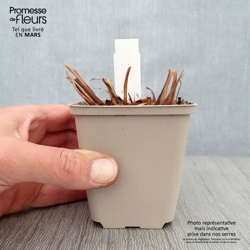 Exemplaar van Iris sibirica Rikugi Sakura - Siberische iris Kweekpotje van 8/9 cm zoals geleverd in de lente