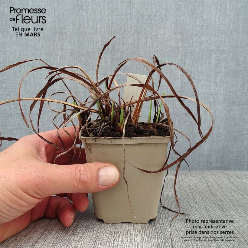 Exemplaar van Iris sibirica Rikugi Sakura - Siberische iris Kweekpotje van 8/9 cm zoals geleverd in de winter