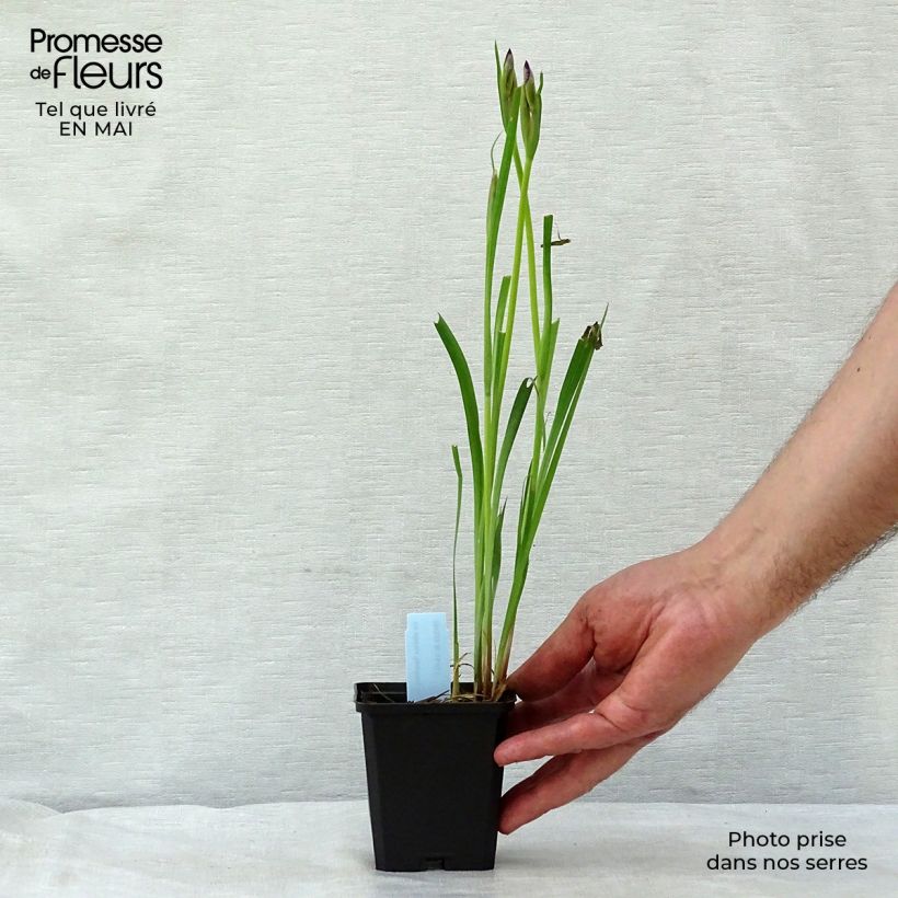 Exemplaar van Iris sibirica Sparkling Rose - Siberische iris Kweekpotje van 8/9 cm zoals geleverd in de lente