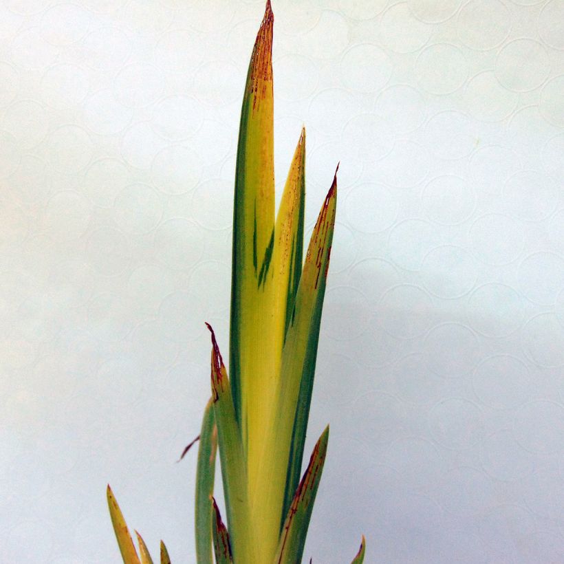 Iris pseudacorus Variegata - Gele lis (Foliage)