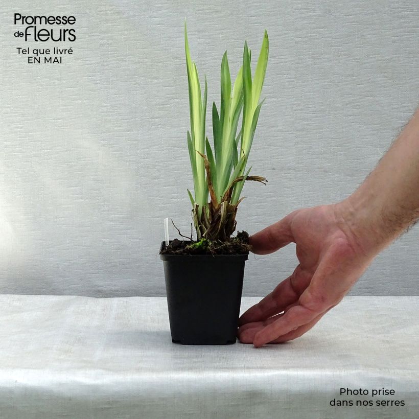 Exemplaar van Iris pseudacorus Variegata - Gele lis Kweekpotje van 8/9 cm zoals geleverd in de lente