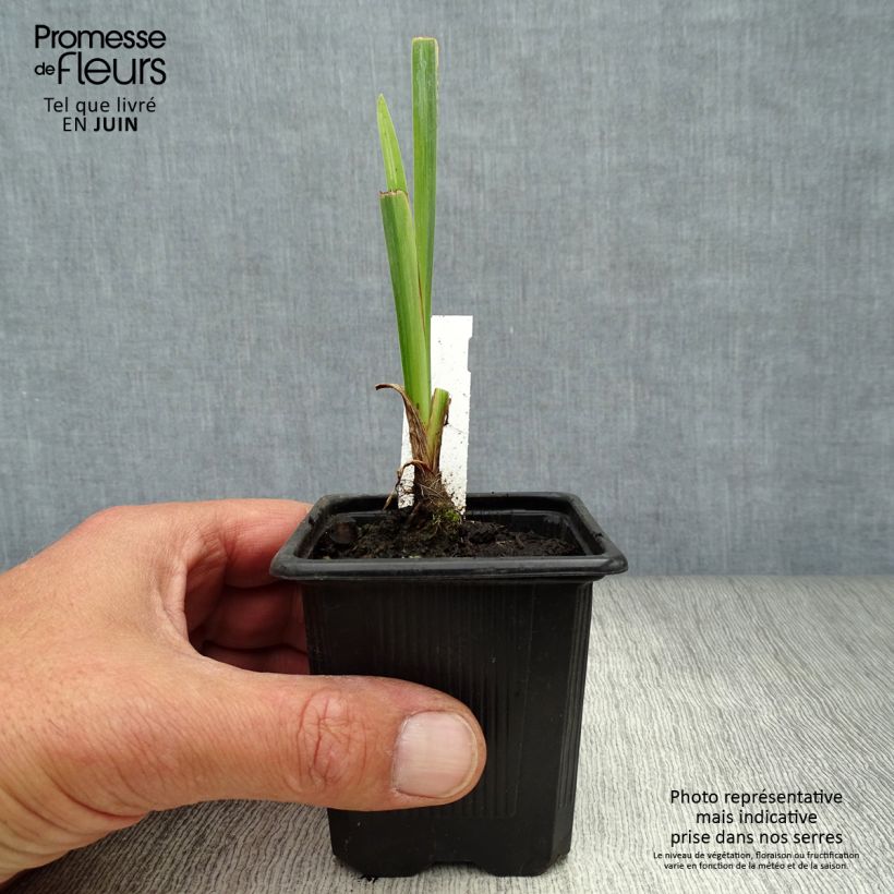 Exemplaar van Iris pseudacorus Variegata - Gele lis Kweekpotje van 8/9 cm zoals geleverd in de zomer