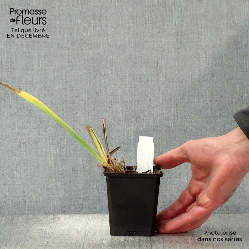 Example of Iris des marais - Iris pseudacorus Variegata Kweekpotje van 8/9 cm as you get in hiver