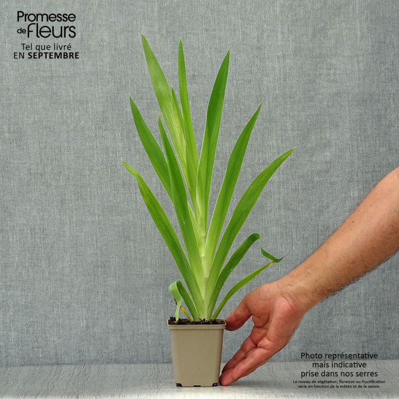 Exemplaar van Belamcanda chinensis - Luipaardbloem Kweekpotje van 8/9 cm zoals geleverd in de herfst